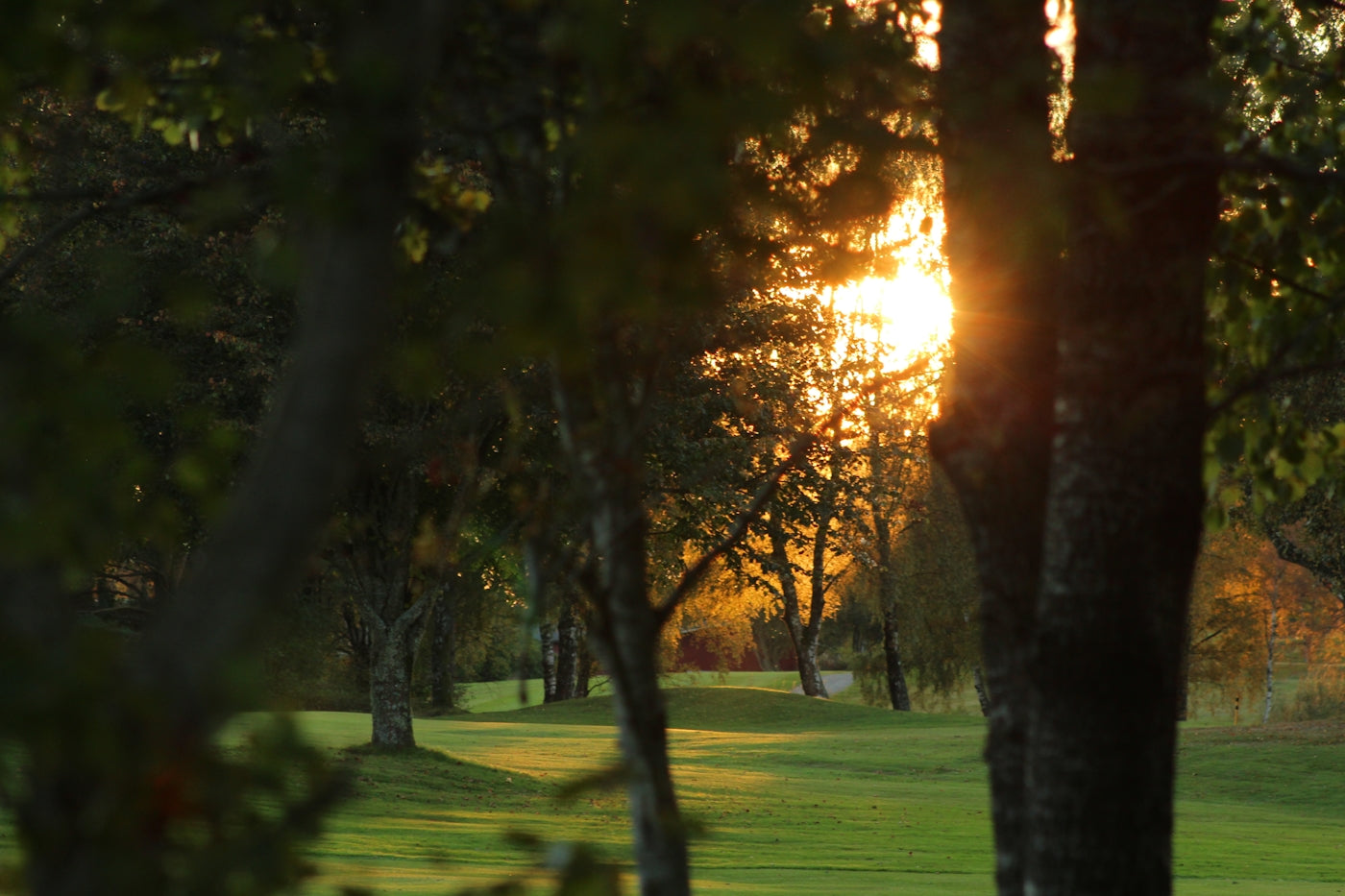 The sun shining through the trees on a golf course